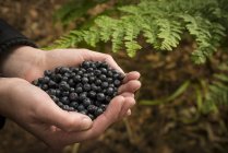 Close-up view of person with cupped hands holding bilberries. — Stock Photo