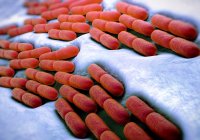 Lactobacillus bulgaricus бактерії — стокове фото