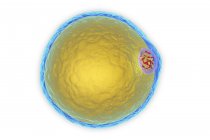 Computer Illustration of a fat cell structure — Stock Photo