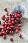Cranberries in metal grain scoop. — Stock Photo