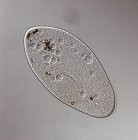 Protozoo ciliato paramecio — Foto stock