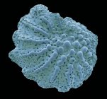 Micrografia eletrônica de varredura colorida (MEV) de um microfóssil foraminiferano de areia de praia de maldivas . — Fotografia de Stock