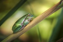 Зелена жаба на стеблі рослини, крупним планом . — стокове фото