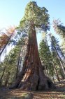 Vista de baixo ângulo de árvores sequoia gigantes . — Fotografia de Stock