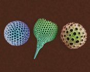 Coquilles de protozoaires Radiolaria — Photo de stock