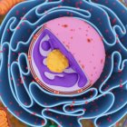 Структура клеточных органелл — стоковое фото