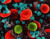 Красные клетки крови человека — стоковое фото