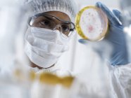 Scienziato che osserva colture batteriche — Foto stock