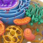 Структура клітинних органел — стокове фото