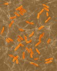 Escherichia coli auf der Oberfläche der menschlichen Haut — Stockfoto
