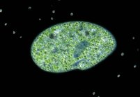 Paramecium ciliate protozoan — Stock Photo