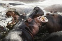 Dos hipopótamos luchando en el agua en Serengeti, Tanzania . - foto de stock