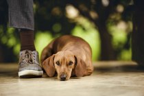 Dachshund cane sdraiato sul pavimento sotto panchina da persona a piedi . — Foto stock