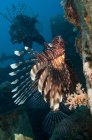 Plan sous-marin de lionfish commun . — Photo de stock
