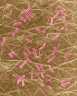 Escherichia coli на поверхности человеческой кожи — стоковое фото