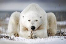Oso polar acostado en el hielo - foto de stock
