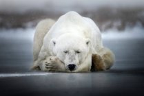 Белый медведь спит на льду — стоковое фото