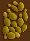 Micrografia eletrônica de varredura colorida (MEV) de Komagataella phaffii - levedura metilotrófica . — Fotografia de Stock