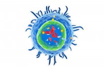 Structure of white blood cell — Stock Photo