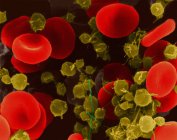 Красные клетки крови и тромбоциты человека — стоковое фото
