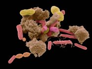 Bakterien in einer Probe menschlichen Kot gefunden — Stockfoto