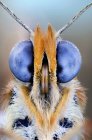 Смешанные глаза бабочек — стоковое фото