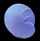 Кольорові мікрофотографія (Sem) foraminiferan microfossil від Мальдіви Пляж піску. — стокове фото