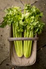 Celery in basket, high angle view. — Stock Photo