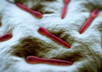 Pleurotaeniumdesmid-Bakterien — Stockfoto