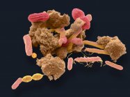 Бактерії, знайдені в зразку фекалій людини — стокове фото