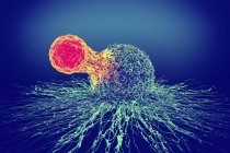T-Zelle an Krebszelle angeschlossen — Stockfoto