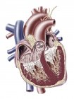 Anatomia del cuore umano — Foto stock