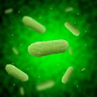 Bactérias Bordetella pertussis — Fotografia de Stock