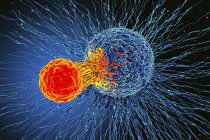 Раковые клетки атакованы Т-клеткой — стоковое фото