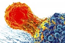 Células T adheridas a células cancerosas - foto de stock