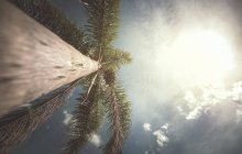 Palme im Sonnenlicht, niedriger Blickwinkel. — Stockfoto
