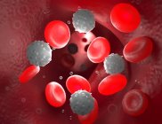 Rote Blutkörperchen im Blutkreislauf — Stockfoto