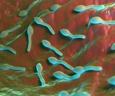 Бактерією Clostridium tetani називається — стокове фото