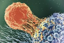 Krebszelle mit T-Zelle, — Stockfoto