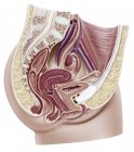 Жіноча репродуктивна система, ілюстрація . — стокове фото