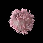Cellule cancéreuse colorectale — Photo de stock