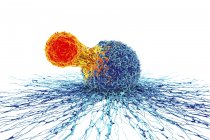 Т-клетки, прикрепленные к раковым клеткам — стоковое фото