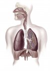Anatomía pulmonar humana en sección transversal, ilustración . - foto de stock