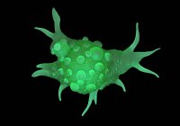 Cancer cell morphology — Stock Photo