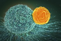 Células cancerosas atacadas por células T - foto de stock