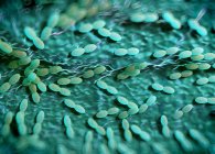 Acetobacter бактерії колонії — стокове фото