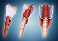 Ghiandola tiroidea e anatomia della cartilagine — Foto stock