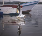 Чайка ловит рыбу — стоковое фото