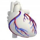 Vaisseaux sanguins coronariens du cœur — Photo de stock