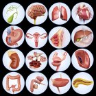 Illustrazione degli organi umani interni . — Foto stock